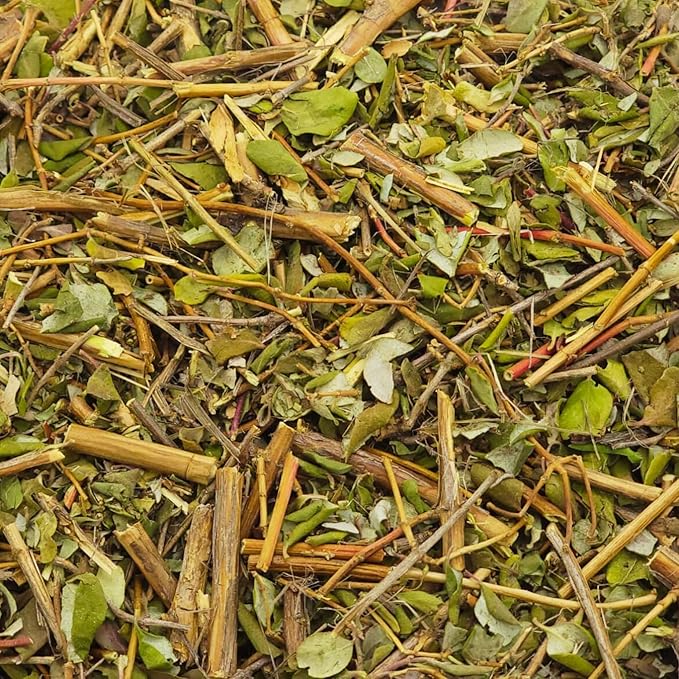 Premium Moronel Loose Leaf Tea | Planta de la Vida | Synadenium Grantii | Wildcrafted Non-GMO All-Natural Wellness Tea | Makes 40+ Cups (1Lb)