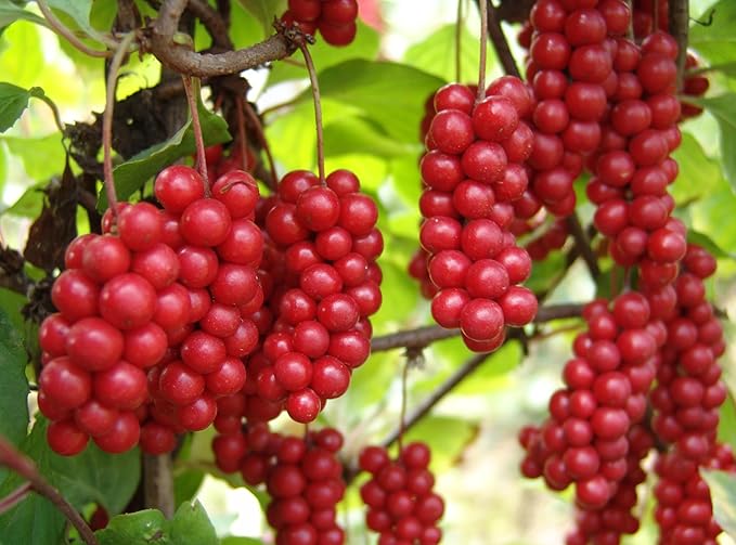 Bestliving Schisandra Berry DriedSchisandra Berry TeaSchizandra BerriesOmija Tea1lb/16Ounces/454g ???? Order Packages by Mail from USA