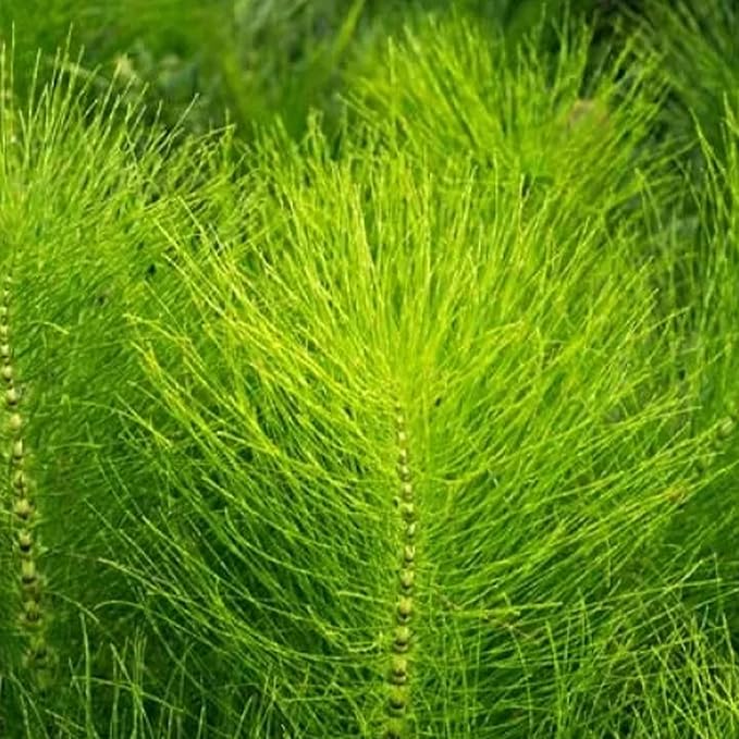Jovvily Horsetail Herb - 2 lb - Cut &amp Sifted - Herbal Tea - No Fillers Or Additives