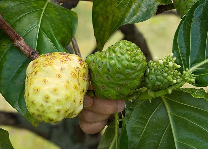 Virgin Noni Juice - RAW (Unpasteurized) 100% Pure Organic Hawaiian Noni Juice - 4 Pack of 32oz Glass Bottles