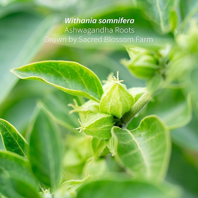 Ashwagandha Root Organically Grown in Wisconsin | 7.6 oz | Loose Leaf | Dried Cut &amp Sifted Regenerative Farming | Single Source | Withania somnifera
