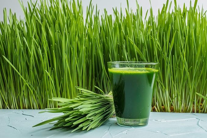 Antler Farms - 100% Pure Organic New Zealand Wheatgrass Powder 40 Servings 200g - Raw Vegan Gluten Free Nutrient Rich High Chlorophyll Wheat Grass Detox Essential Amino Acids Minerals