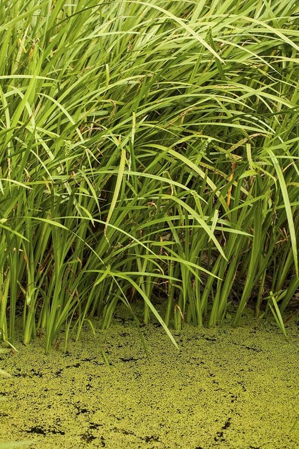 Health Embassy Calamus Rhizome | Acorus Calamus L | Herbal Tea (100g)