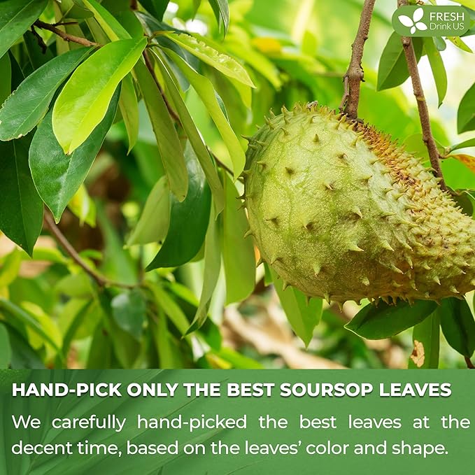 FreshDrinkUS Premium 90 Soursop Graviola Leaf Tea Bags 100% Natural and Pure from Soursop Leaves Handmade Made With Natural Materials-Corn Fiber Tea Bag Sugar/ Caffeine/ Gluten Free Hoja Guanaba
