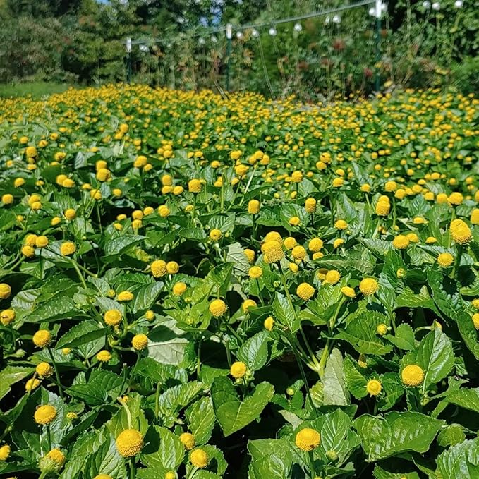 Buzz Button Edible Flowers aka Spilanthes aka Toothache Plant - Naturally Cured (1/4 Ounce)