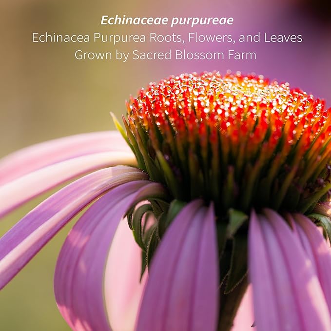 Echinacea Purpurea Whole Herb for Tea &amp Traditional Herbal Preparations | Loose-Leaf Cut &amp Sifted | 99 Servings | 7 oz | Sacred Blossom Farm | Wisconsin-Grown Single Source