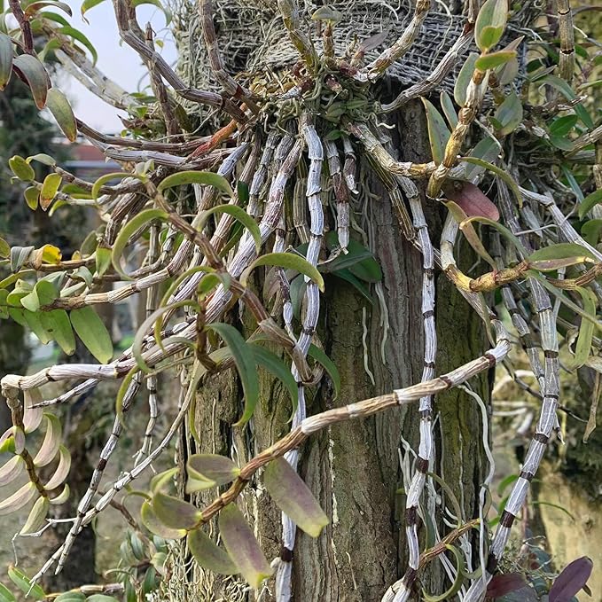 Sliced Dendrobium Branches 7.05 oz Can Dried Dendrobium Candidum Tie Pi Shi Hu Herba Dendrobium Officinale (Cultivated) 石斛