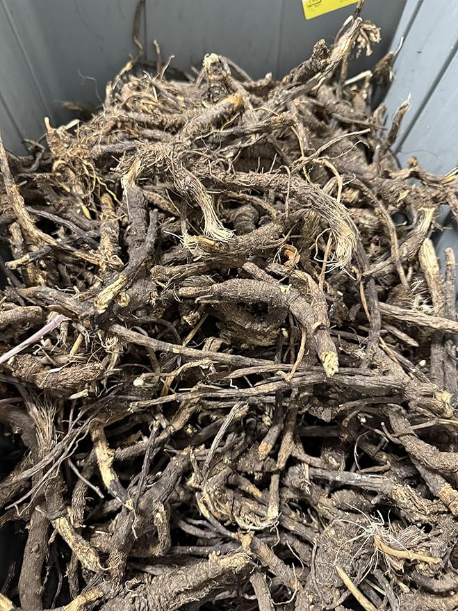 Wildcrafted OSHA Root (Bear Root) – Ligusticum porteri – Fresh Harvested from New Mexico – 1 oz