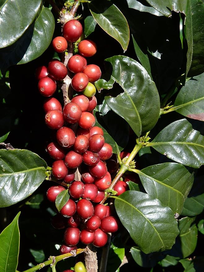 Koffee Kult Medium Roast Ground Coffee - 100% Single Origin Brazil Coffee - 12oz Bag