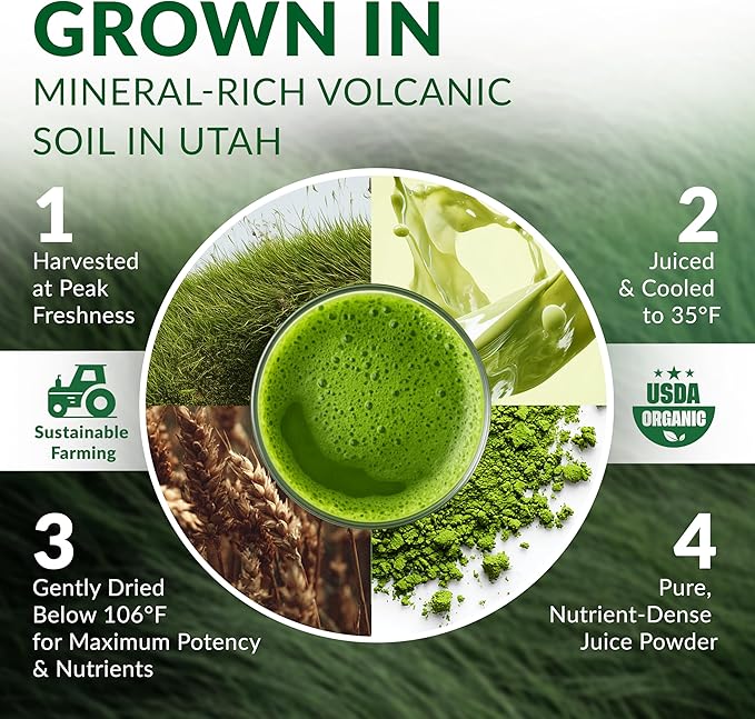 Wheat Grass Powder Organic – Premium Wheat Grass Juice Powder Organic Raw &amp Nutrient-Dense Superfood – Cold-Processed High Chlorophyll Non-GMO Gluten-Free – 6.35oz (180g) | 72 Servings