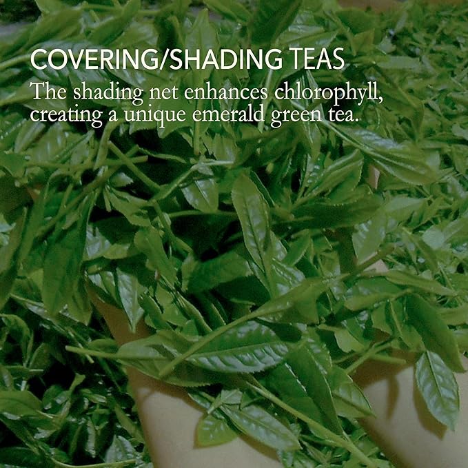 Japanese Green Tea Co. Gyokuro Green Tea Loose Leaf (100 g) – Shade Grown Jade Dew Leaves – Smooth Umami-Rich Brew from Japan – High-Caffeine Cold Brew Friendly