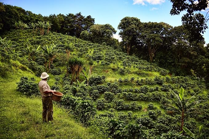 Cafe Monteverde Honey Process Coffee Whole Bean - Single Origin Costa Rica Arabica Coffee (1 LB)