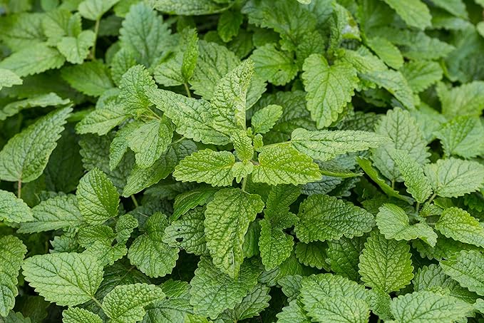 Health Embassy Lemon Balm Leaf | Melissa Officinalis L | Herbal Tea (100g)