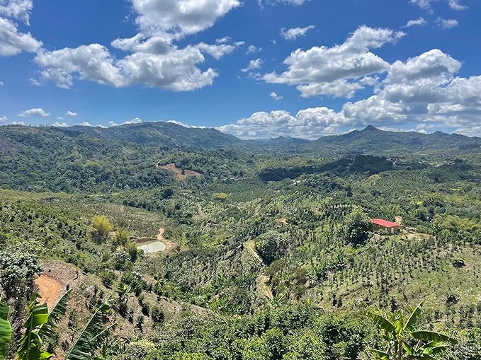 Julian Coffee - Ground Specialty Grade Single Origin Arabica Coffee From Puerto Rico. Low Acid. 12oz.