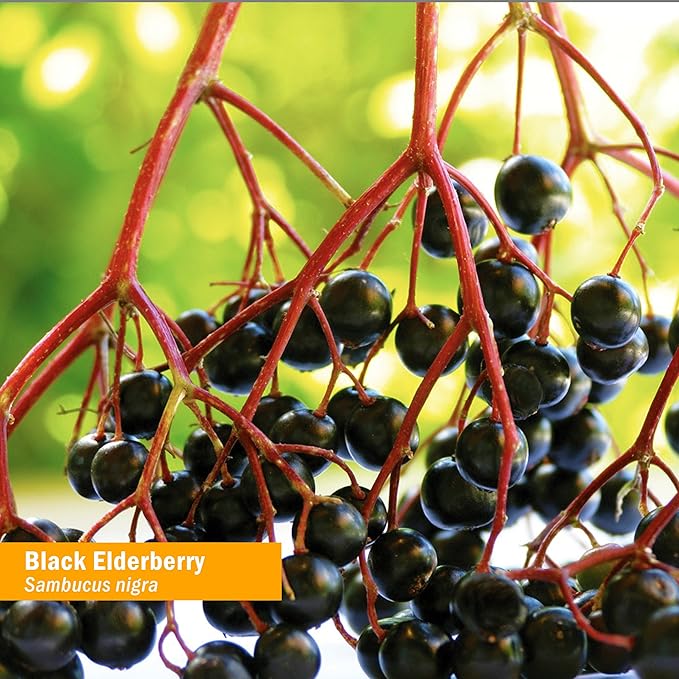 Herb Pharm Certified Organic Black Elderberry Liquid Extract for Immune System Support Organic Cane Alcohol 1 Oz (Pack of 2)