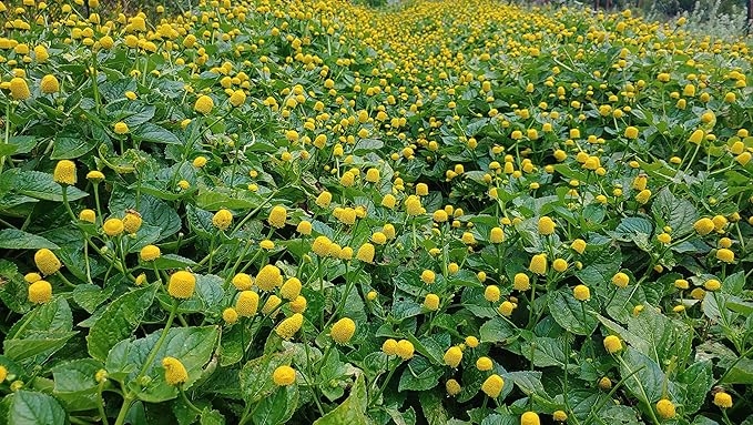 Buzz Button Edible Flowers aka Spilanthes aka Toothache Plant - Naturally Cured (1/4 Ounce)