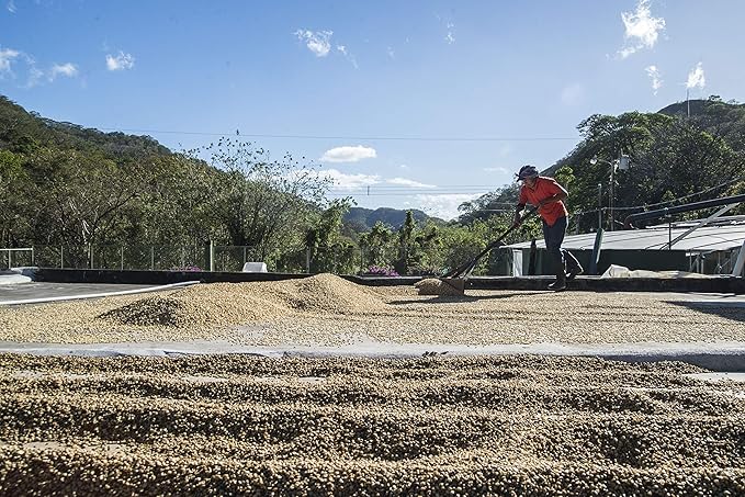 Cafe Monteverde Honey Process Coffee Whole Bean - Single Origin Costa Rica Arabica Coffee (1 LB)