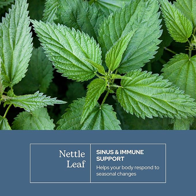 Eclectic Herb - Raw Freeze Dried Nettle Leaf Capsules | Supports Sinuses + Immune Response | Natural Herbal Supplement | Non-GMO Vegan Whole Herb (90 CT | 300 mg)