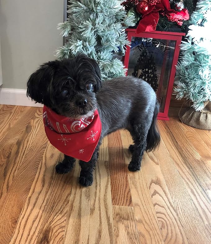 Dog Lovers Coffee – Cindy’s Holiday Blend Dark Roast Whole Bean Coffee by The Pawfect Brew – Specialty Grade Freshly Roasted to Order 12oz Bag – 25% Donated to Animal Rescue