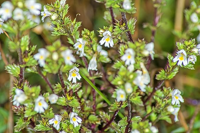 Eyebright Herb (Euphrasia L) - Health Embassy (50g)