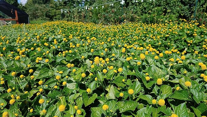 Buzz Button Edible Flowers aka Spilanthes aka Toothache Plant Narurally Cured for Maximum Spilanthol (1/2 Ounce)