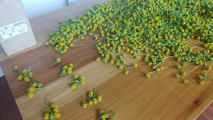 Buzz Button Edible Flowers aka Spilanthes aka Toothache Plant - Naturally Cured (1/4 Ounce)