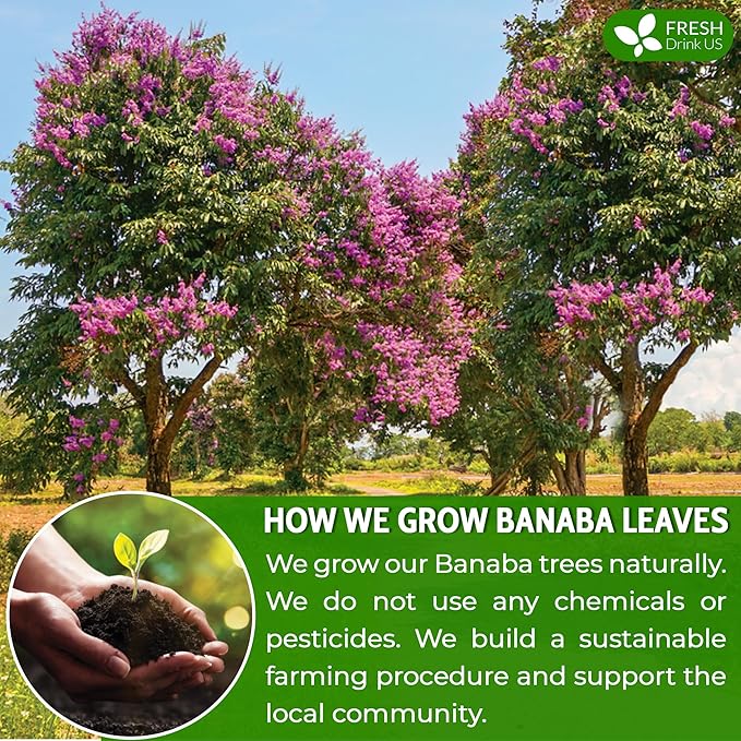 FreshDrinkUS Premium 100 Banaba Tea Bags 100% Natural &amp Pure from Banaba Leaves. Loose Leaf Banaba Herbal Tea. No Sugar No Caffeine No Gluten Vegan.