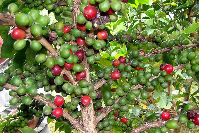 Panama Coffee Cafe Duran Cafe De Altura Molido Regular 1 Pound Freshly Imported Coffee From the Highlands of Chiriqui (Boquete) 2-Pack.