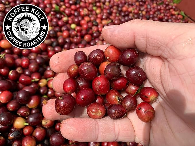 Koffee Kult Thunder Bolt Coffee Super Dark Roast 100% Arabica Robust Blend of Colombian And Brazil (Ground 12oz)