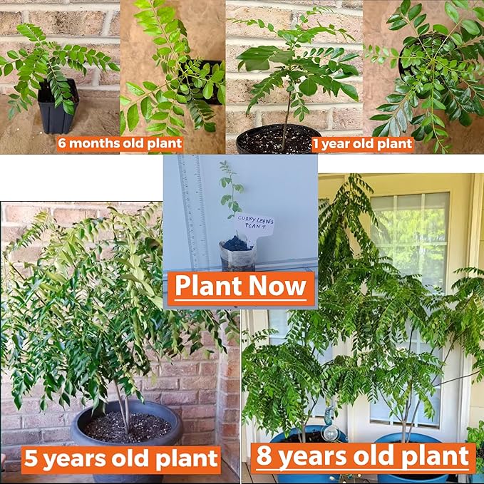 Curry Leaf Plant. Live Plant. Fragrant Beautiful Edible. Easy Grow. Indian Cooking Must Have. Murraya Koenigii. (1 Cup)