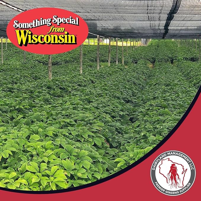 Dairyland American Ginseng Roots 西洋参 - 4 oz Pack of Wisconsin Ginseng Root - Authentic American Ginseng - Non-GMO Gluten Free Whole Ginseng - Use This Herbal Supplement in Soup Tea Congee