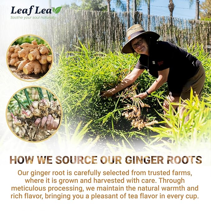 LeafLea 100% Pure Ginger Root Tea Bags – Spicy &amp Warming Herbal Tea Supports Digestion &amp Immune Health Individually Wrapped Non-GMO Caffeine Free Sugar Free No Gluten