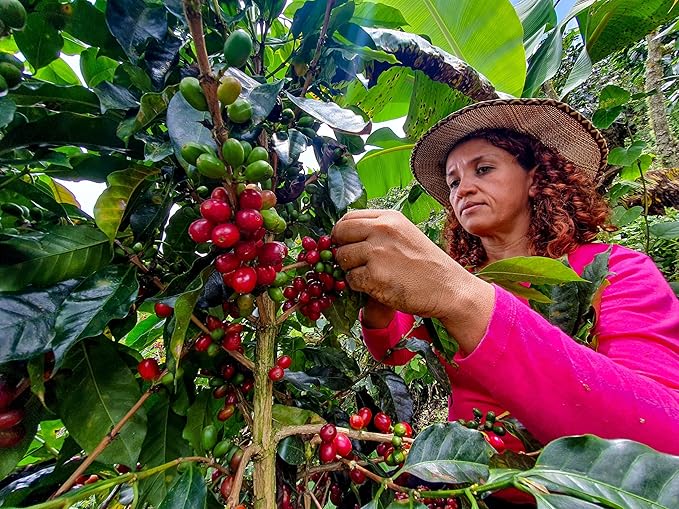 Cafe Don Pedro Low Acid Instant Coffee - Stomach Friendly Rich Smooth Aromatic Blend - Premium Reduced Acid Coffee for an Instant Delight - 12 Jars