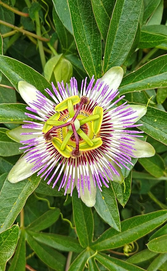 Cedar Bear Passionflower Leaf (Passiflora incarnata) for Stress Nervous System &amp Sleep Support 2 Fl Oz