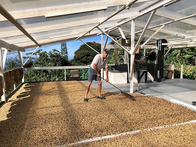 100% Kona Coffee PEABERRY – GROUND Almost Dark roast Single estate gourmet coffee 8 ounces ships direct from Domain Kona Coffee farm fresh