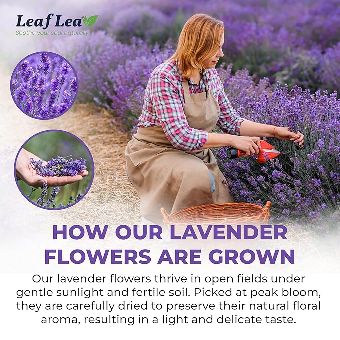 LeafLea 80 Premium Lavender Tea Bags 100% Natural &amp Pure from Lavender Flowers Nighttime Comfort &amp Digestive Support Floral Aroma and Smooth Taste Caffeine-Free Sugar-Free Individually W