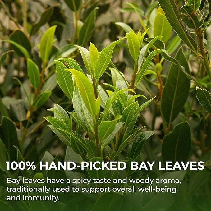 Bay Leaves Tea - 550 Dried Whole Leaves 4.06 oz Hojas de Laurel 100% Natural Sun Dried Caffeine-Free Herbal Tea For Brewing or Cooking Immune &amp Wellness Support