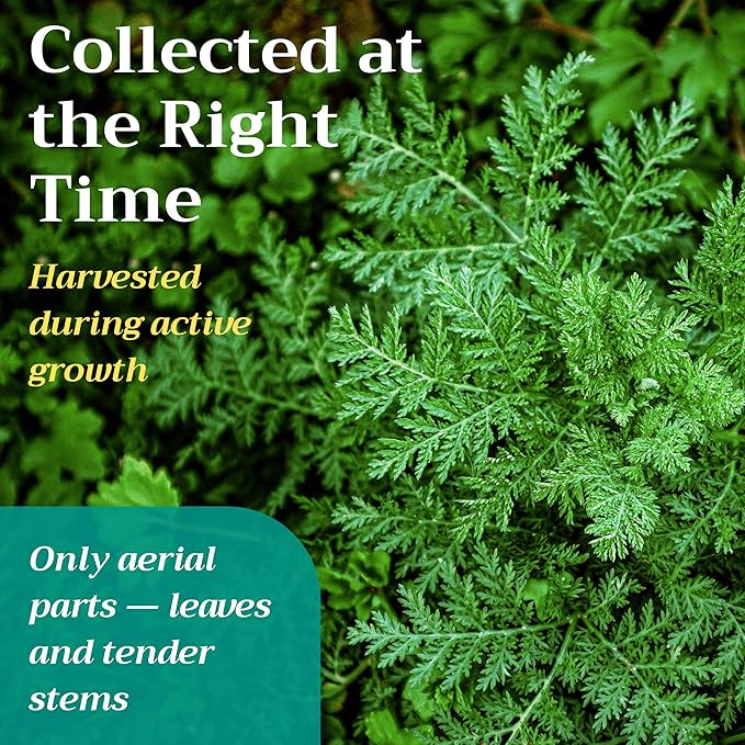 Sweet Wormwood Artemisia Annua Tea - Dried Cut &amp Sifted Herb - Natural Dry Loose Herbs Bulk 1lb (16 oz)