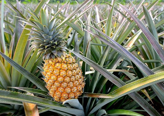 Food to Live Organic Pineapple Juice Powder 5 Pounds - Non-GMO Made from Raw Dried Fruit Unsulfured Vegan Bulk Kosher Great for Baking Juices Smoothies Contains Maltodextrin No Sulphites