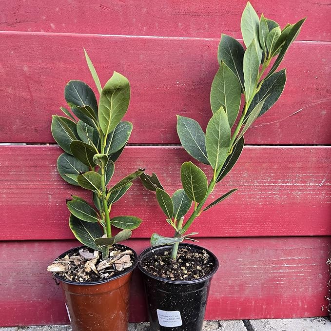 Mediterranean Bay Leaf Bay Laurel Live Plant. Standard Variety - Laurus Nobilis. Live Plant. Fragrant Fresh Edible. Best for Ground Planting Outdoor. (2 Bay Laurel. 4 inch pots)