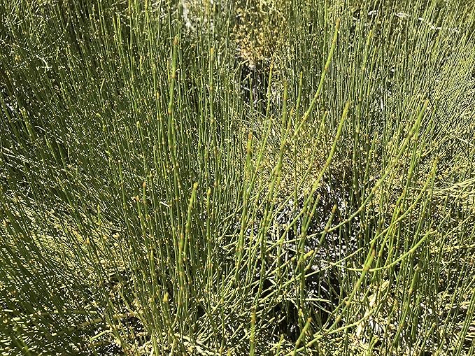 Mormon Tea - Brigham Tea - Ephedra | USA Wildcrafted 1/4lb Dried Subalpine
