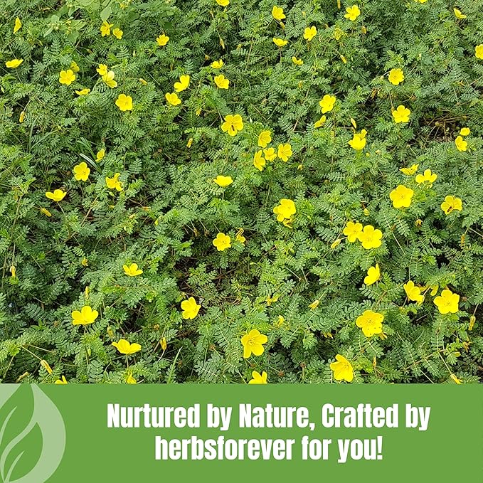 HerbsForever Gokshura(Tribulus Terrestris) Powder Fruit -for Vitality Urinary Health Muscle Mass- Wild Harvested -Non GMO Vegan- 2X Potency | Ultra Clean |NO Sand &amp Mud| Steam Sterilized|16oz-1L